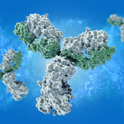 Leptospirosis Antibody Test